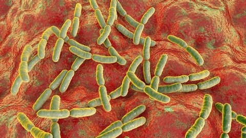Bacteria Lactobacillus in human intestine, 3D animation. Normal flora of small intestine, lactic acid bacteria. Probiotic bacterium