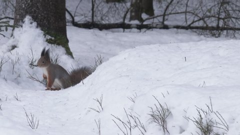 Small and cute Red squirrel (Sciurus vulgaris) climbing to a dnow drift in wintery coniferous Northern forest in Europe.