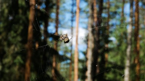 Huge spiders caught and insect for dinner on cobweb in deep forest