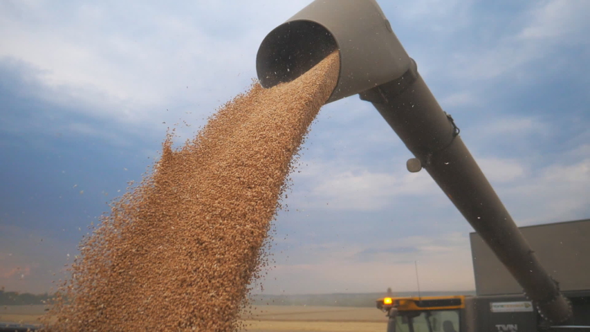 Combine loading wheat grain in truck at evening. Yellow dry kernels falling from harvester auger. View on stream of freshly harvested barley pouring in trailer. Beautiful sky at background. Slow mo Royalty-Free Stock Footage #1056713705