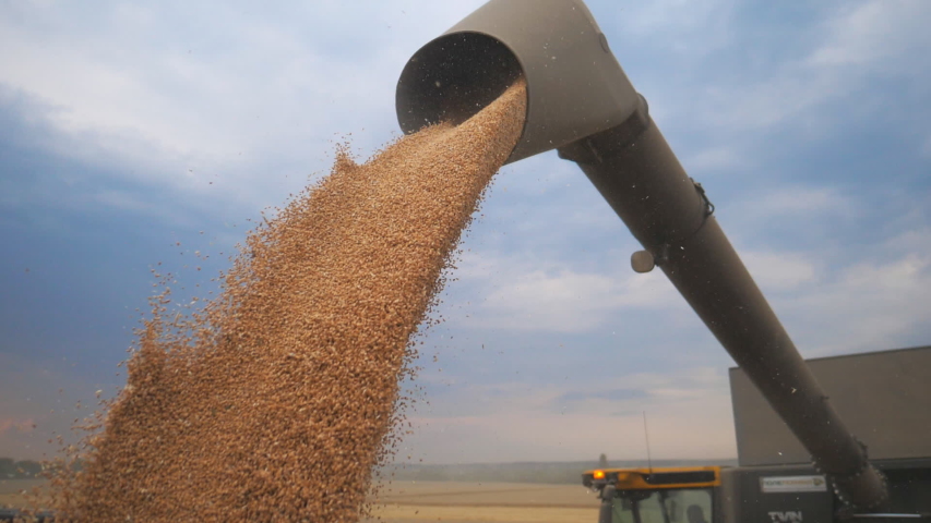 Combine loading wheat grain in truck at evening. Yellow dry kernels falling from harvester auger. View on stream of freshly harvested barley pouring in trailer. Beautiful sky at background. Slow mo Royalty-Free Stock Footage #1056713705