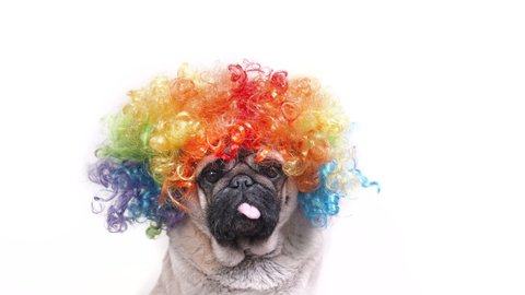 Portrait of funny pug dog in clown wig. White background. Looking at the camera.  