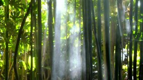 This scenic video shows gentle mist flowing through a lush bamboo forest landscape with sun beams shining through.