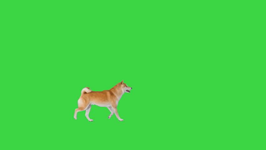Shiba inu puppy running passing by on a Green Screen, Chroma Key. | Shutterstock HD Video #1056715991