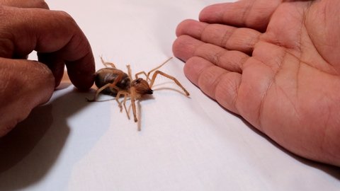 spider isolated.
camel spider isolated.
close up camel spider on the hand
on white background
also known as windscorpion, Solifugae or sun spider
 wind scorpion, insect, insects, bugs, animal, animals