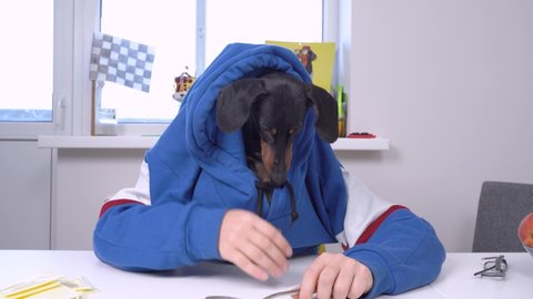 Funny dachshund with owner hidden under clothes participates in fool Not my arm challenge for social networks. Playful dog in hoodie uses human hands to eat with spoon.