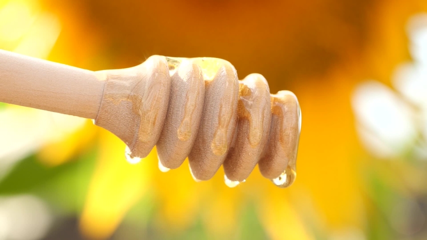 Slow motion of dripping honey from wooden dripper on sunflower background. Pouring honey near yellow flower with sun rays. Healthy organic food. Royalty-Free Stock Footage #1056721886