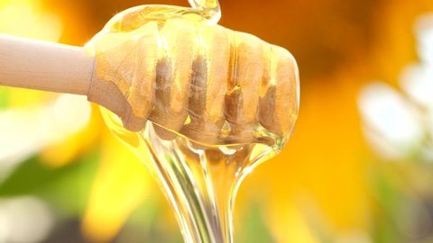 Slow motion of dripping honey from wooden dripper on sunflower background. Pouring honey near yellow flower with sun rays. Healthy organic food.