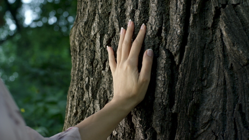 woman hand touches the bark of an oak tree Royalty-Free Stock Footage #1056723179