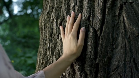 woman hand touches the bark of an oak tree