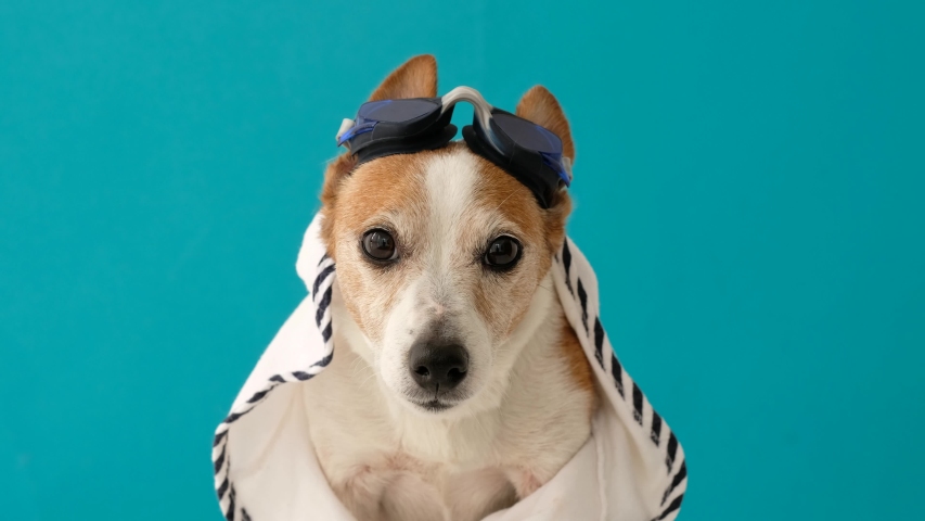 Cute jack russell terrier dog in swimming goggles on a blue background