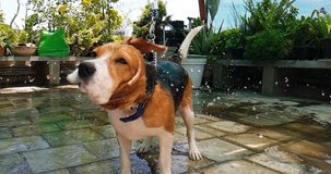 Beagle dog shaking off water slow motion footage with garden background. Wet dog shaking off water from fur.