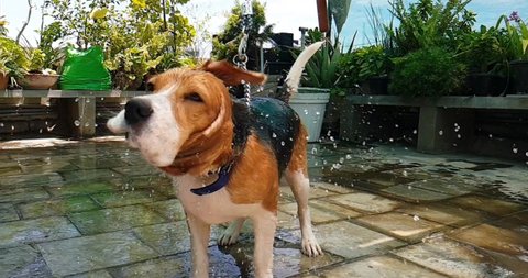 Beagle dog shaking off water slow motion footage with garden background. Wet dog shaking off water from fur.