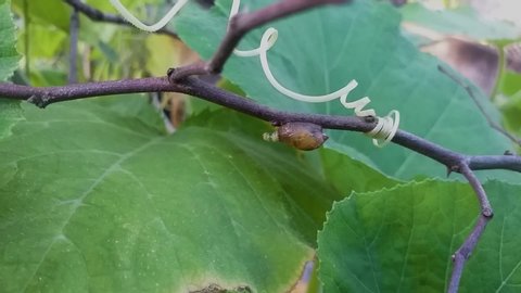 Snail in motion on a tree brunch