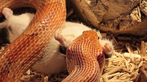 TIMELAPSE: A red corn snake feeding in a terrarium on a rat. Pantherophis guttatus is a North American species of rat snake that subdues its prey by constriction. Corn snake swallowing a grey rat.