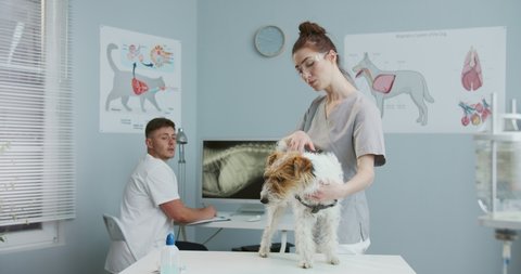 Young veterinarian standing in office prepearing dog for surgery on examination table at clinic while male vet seatting at desk with x-rays on computer. Concept pets care, veterinary, healthy animals.