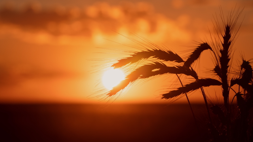 Close-up wheat spikelets shot in timelapse during warm summer sunset. Time-lapse from evening to night, wheat spike backlit with bright sun beams in evening. Golden sun goes down behind horizon Royalty-Free Stock Footage #1056732233