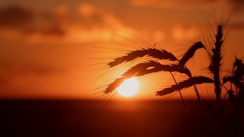 Close-up wheat spikelets shot in timelapse during warm summer sunset. Time-lapse from evening to night, wheat spike backlit with bright sun beams in evening. Golden sun goes down behind horizon