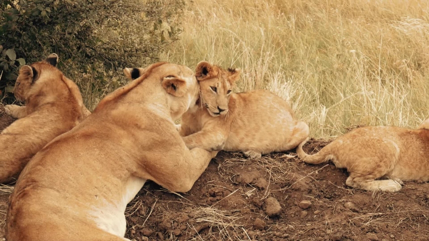 lion mother cuddles with her cute child head other lion sleeping Royalty-Free Stock Footage #1056735314