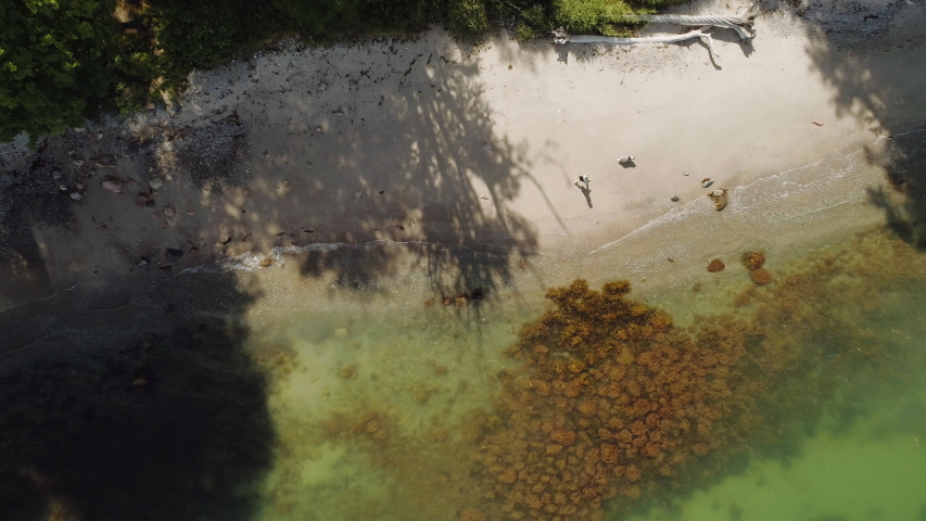 Beautiful and sparkling clear waters from the ocean, brown sand in between the beach and the lush-filled forest trees with a woman and dog taking a stroll on a beautiful sunny weather.