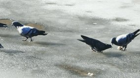 City Pigeons Walking on Thin Ice at Sunny Spring Day