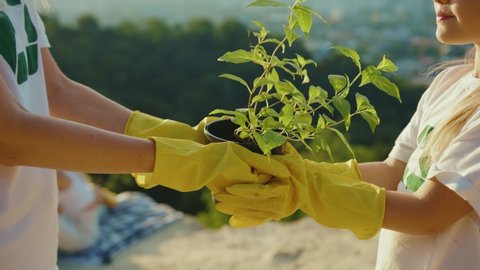 Mom and daughter hands holding young tree plant landscape on the background leaf earth agriculture nature growth gardening ecology human slow motion Stock Video