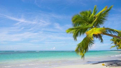 Wide panorama wild palms beach.Tropical coconut paradise in Caribbean Sea Atlantic ocean Punta Cana Dominican Republic. : vidéo de stock
