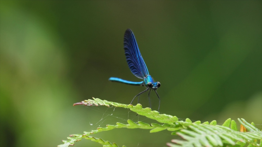 Dragonfly, (Zygoptera) are a suborder of the order Odonata, commonly known as damselflies