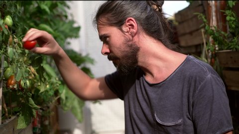 Young bearded man picking red tomatoes on the terrace, urban garden