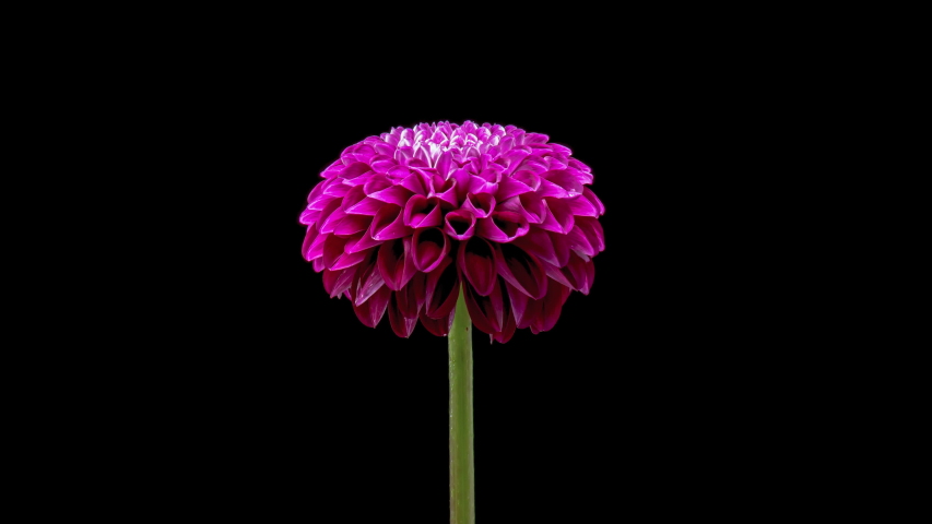 4K Time lapse of blooming Flower pest infested. Insects crawl on a big flower, isolated on black background. Timelapse of growing blossom Dahlia, opening up.