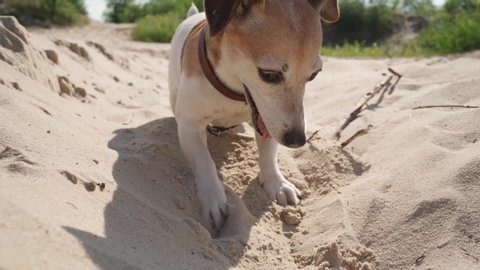Adorable dog Jack Russell terrier excavating a hole in sand. Funny active pet working hard playing games outside with a stick. Slow motion video footage. Play time outdoors countryside desert