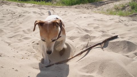 Funny cool dog playing with wooden stick in sand. Jack Russell terrier enjoying summer time games outdoors. shaking head. Summer summer daylight. Adorable cute pet theme. Slow motion video footage. 
