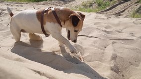 Enjoying active games outdoors small pet. Adorable digging sand funny busy  dog Jack Russell terrier. Playing with wood stick.  Slow motion video footage.  Sunny summer day walk with pup.  excavating 