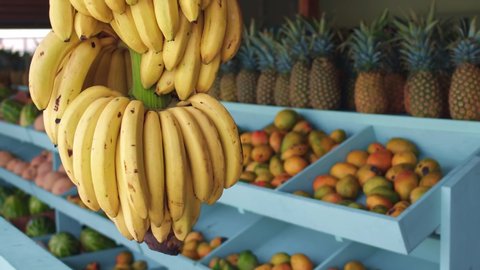 Branch of fresh ripe bright yellow bananas hangs against the background of a counter of fruit shop with blurred tropical fruits mango and pineapple.