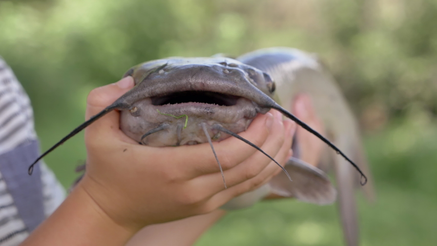 Child holding a big catfish in his hand. Closeup. Fishing, catching fish concept