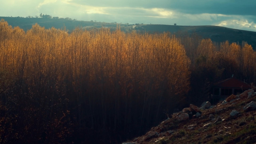 the splendor of nature, trees and autumn