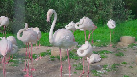 White and pink flamingos walking in the zoo