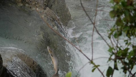Atlantic salmon climbing the river in slow motion on the way to the spawning grounds