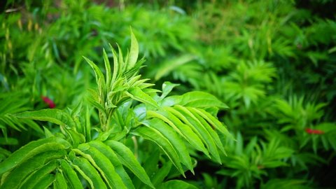 Fields of Sambucus ebulus (sambuchella), is a herbaceous plant of the Caprifoliaceae family. The leaves are opposite, pinnate, 15-30 cm long