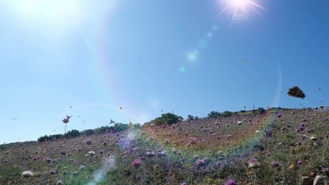 Many beautiful butterflies fly over lilac flowers and grass in the field against the background of the bright blinding sun in slow motion. Shot of butterflies flying over nature on a hot spring day.