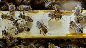 Bees crawling on hive frame. Family working on honeycomb in apiary. Life of apis mellifera. Concept of honey, apiculture, beehive, insects. 