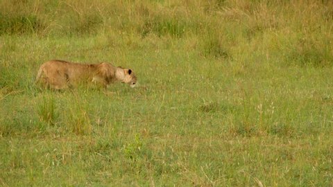 A lioness hunts antelopes by crawling in the grass to approach unseen
