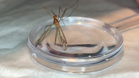 Crane fly sitting on a magnifying glass. Close up shots of it's back and wings.