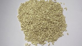 detail of wheat hand sowing with hands of man laid on white background wheat seeds macro video agriculture farming production seed sowing buying now. 