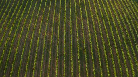 Aerial view of vineyard plantation in Kakheti region in Georgia. Sunny summer day. Forwardement. 4k footage.