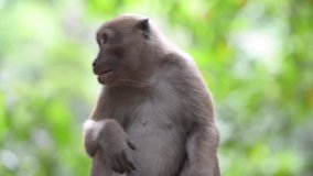 Portrait of male cute wild monkey sitting in a tree in green tropical forest with trees. Full HD video clip