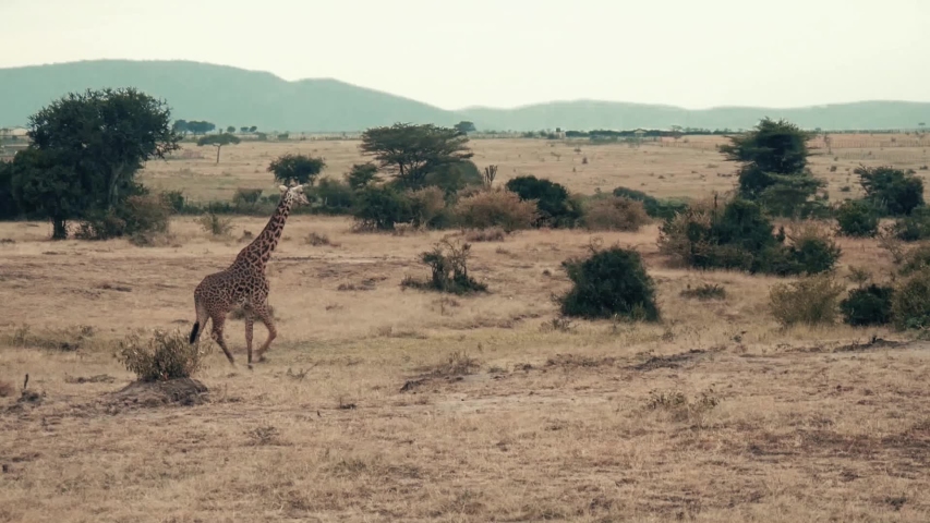 a beautiful giraffe which runs majestically in slow motion through the savannah of Kenya. Royalty-Free Stock Footage #1056799976