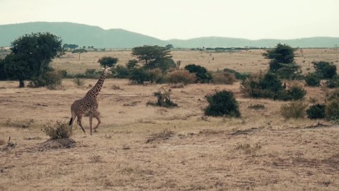 a beautiful giraffe which runs majestically in slow motion through the savannah of Kenya.
