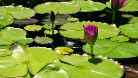 This closeup serene video shows a beautiful sunny lily pond gently swaying in the breezes.