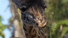 This close up video shows a wild Masai giraffe chewing and eating.